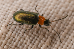 Scelolyperus
