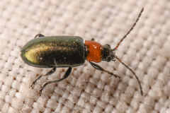 Scelolyperus