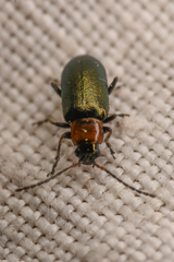 Scelolyperus