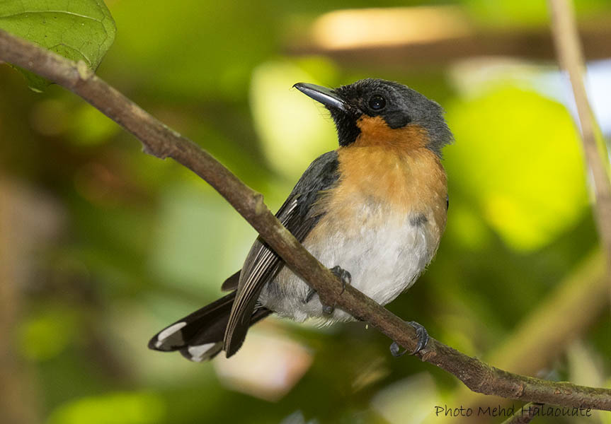 Moluccan Spectacled Monarch photo