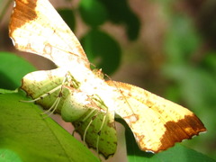 Corymica pryeri
