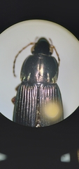 Poecilus lucublandus