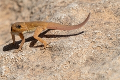 Pristurus
