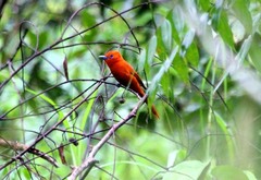 Terpsiphone cinnamomea talautensis