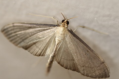 Bradina admixtalis