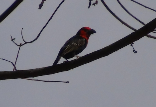 Black-billed Barbet