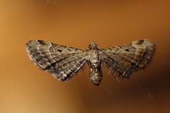 Mesoptila compsodes