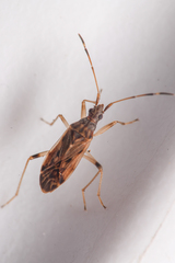 Ozophora occidentalis