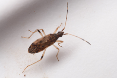 Ozophora occidentalis