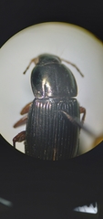 Poecilus lucublandus