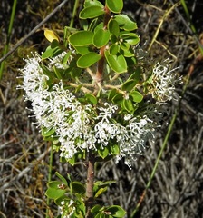 Hakea ruscifolia