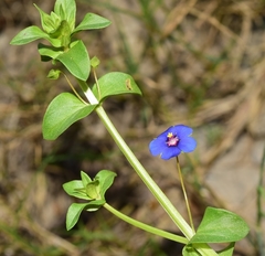 Lysimachia arvensis