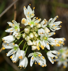 Allium subvillosum
