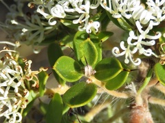 Hakea ruscifolia