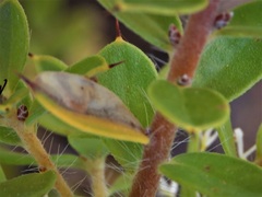 Hakea ruscifolia