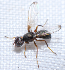 Myrmecothea