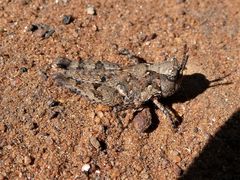 Pycnostictus seriatus
