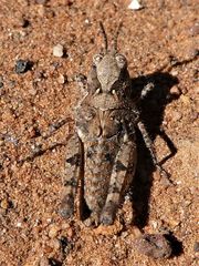 Pycnostictus seriatus