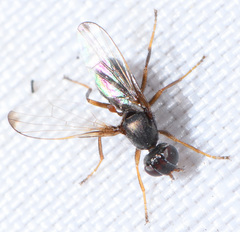 Myrmecothea