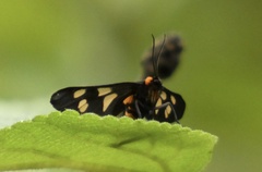 Amata trigonophora