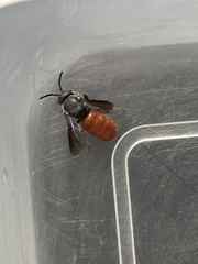 Euaspis polynesia