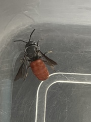 Euaspis polynesia