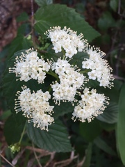 Viburnum scabrellum