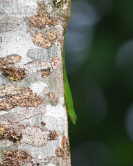 Anolis chloris