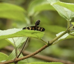 Amata trigonophora