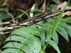 Anolis tropidogaster