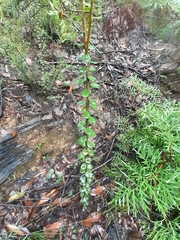 Platysace