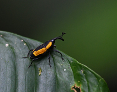 Cactophagus circumdatus