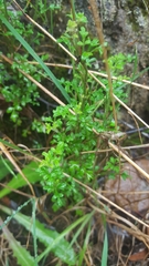 Xanthosia stellata