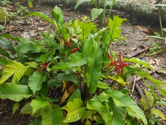 Heliconia stricta