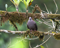 Patagioenas plumbea