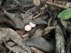 Nyctidromus albicollis