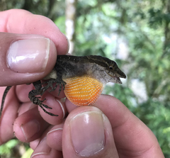 Anolis tropidogaster