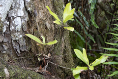Myrsine cubana