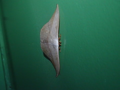 Oxytenis modestia