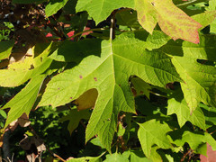 Cercospora hydrangeae