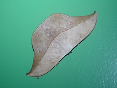 Oxytenis modestia