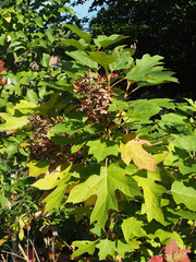 Cercospora hydrangeae