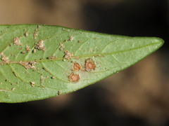 Septoria polygonorum