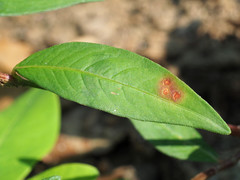 Septoria polygonorum
