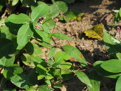 Septoria polygonorum