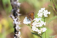 Tharsalea dorcas sangremar