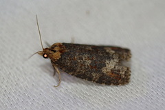 Cryptoptila australana