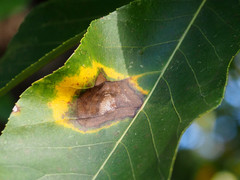 Gnomonia caryae