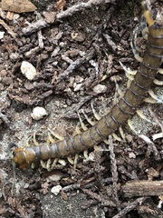 Hemiscolopendra