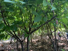 Theobroma cacao